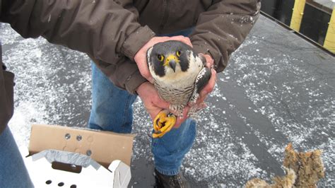 university at buffalo webcam|buffalo falcon camera.